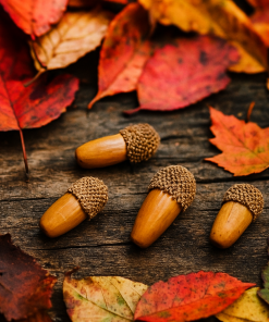 بلوط تزئینی