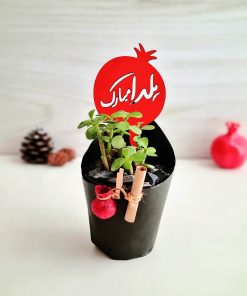 گیفت کاکتوس